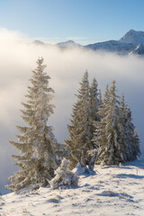 Fototapeta na wymiar Group of fir trees above the clouds in winter with fresh snow and frost with mist in the valley and mountains. Europe, austria, tyrol, tannheimer Tal