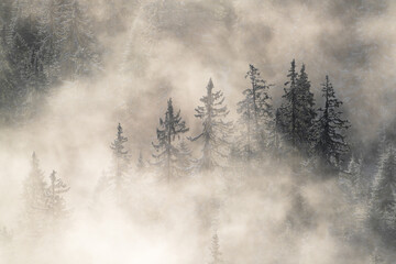 Mist lingering in a valley with some fir trees poking out. Tannheimer Tal Austria Tyrol