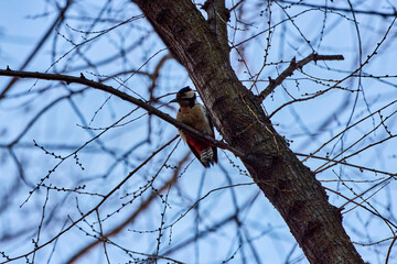 Great Spotted Woodpecker on tree trunk