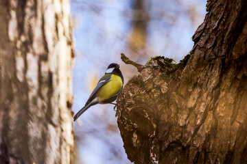 Cute Eurasian blue tit (Cyanistes caeruleus) perched on a branch