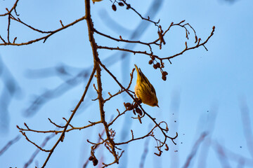 Cute Eurasian blue tit (Cyanistes caeruleus) perched on a branch