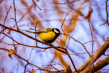 Obraz premium Cute Eurasian blue tit (Cyanistes caeruleus) perched on a branch