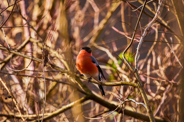 Eurasian (common) bullfinch (Pyrrhula pyrrhula) sitting on a branch.
