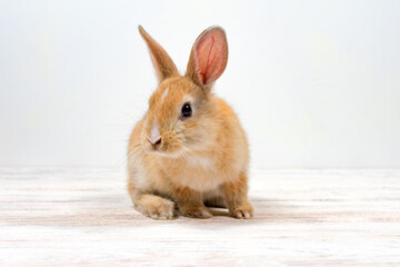 Redhead rabbit sits on a white background. Place for an inscription.