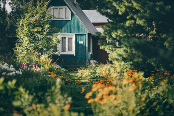 A summer garden for vegetables, fruits, and berries, overgrown with flowers and plants, with a selective focus on a teal wooden dacha cottage surrounded by a forest area with pines and other trees - obrazy, fototapety, plakaty