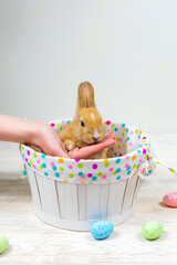 A fluffy rabbit in a basket is supported by a woman's hand and on a white table are multi-colored...