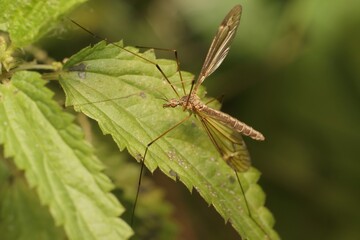 Fototapeta premium European crane fly on a leaf
