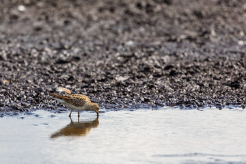 Pectoral sandpiper looking for food at a beach
