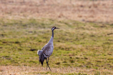 Alone Crane on a meadow
