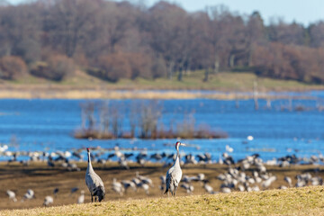 Cranes looking out over the lake in spring