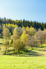 Spring green trees in a beautiful sunny landscape
