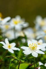 Close up at Wood anemone flowers