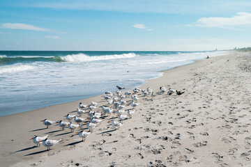 Fototapeta na wymiar Beautiful picture with the view of Melbourne Beach in Florida with Gull birds