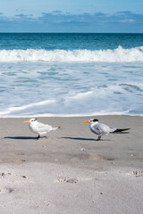 Beautiful picture with the view of Melbourne Beach in Florida with Gull birds