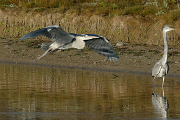 Grey Heron (Ardea cinerea) flying