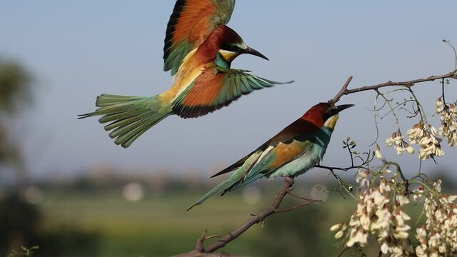 beautiful birds in spring plumage sit on a flowering branch