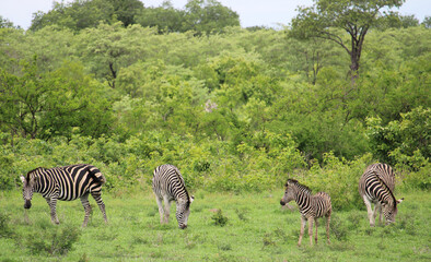 Obraz premium Zebras in Sabi-Sabi, Kruger National Park