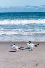 Beautiful picture with the view of Melbourne Beach in Florida with Gull birds