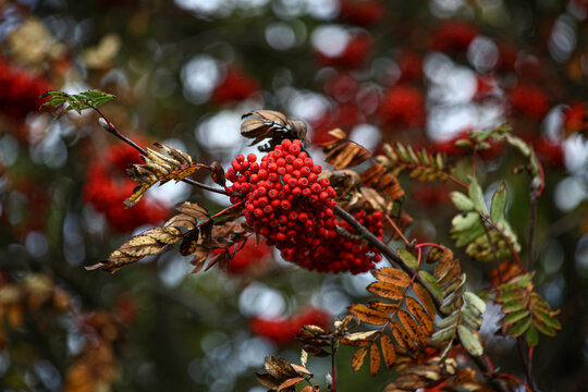 Rote Beeren der Eberesche, auch Vogelbeere genannt (Sorbus aucuparia)