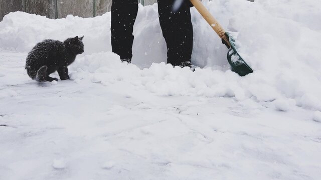 Man with a snow shovel cleans the sidewalk in winter. Fluffy grey cat helps and walks nearby.