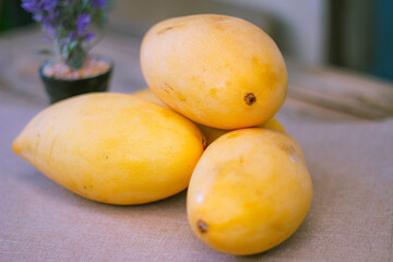 The golden mango is placed on the floor wooden table.
