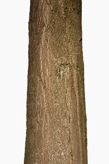 Fototapeta premium Tree Trunk Isolated On White Background