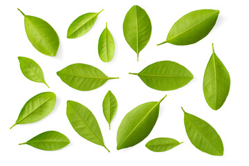 Neroli leaves isolated on the white background, top view.