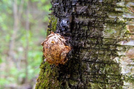 tree disease in the form of a growth on the surface of the trunk - suvel on a birch, selective focus