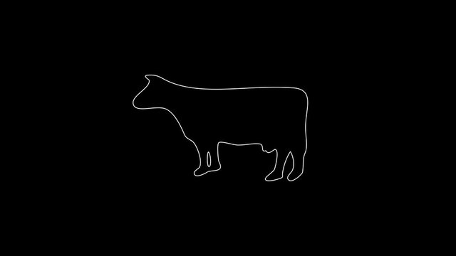 white linear young cow silhouette. the picture appears and disappears on a black background.