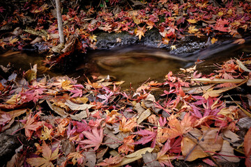 fallen autumn leaves