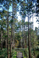 pine forest in the morning