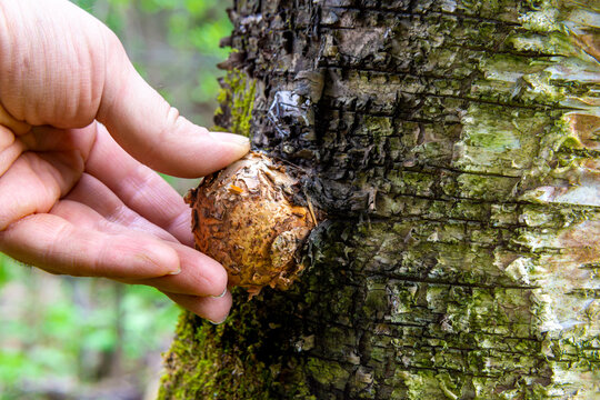 tree disease in the form of a growth on the surface of the trunk - a suvel on a birch that is checked by a male hand, selective focus