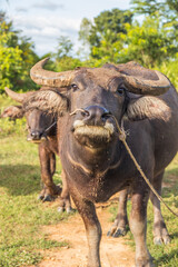 Obraz premium Water Buffalo in a Rice Field Thailand Southeast Asia