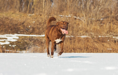 cheerful dog with tongue runs through the snow