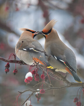 birds on a branch