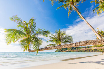 Fototapeta na wymiar Beautiful coconut on the beach in tropical sea at Trad Province, Thailand.