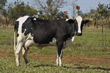 Vaca leiteira , Vaca holandesa .