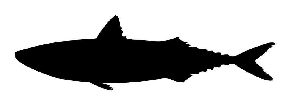 silhouette of a scomber fish vector