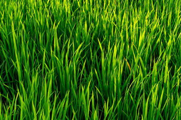 green grass background