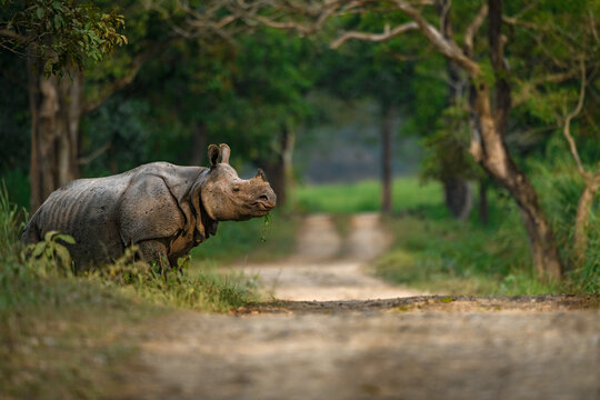 Fototapeta Adult Indian rhinoceros crossing a safari trail at Kaziranga National Park, Assam