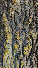 The texture of the bark of a tree covered with moss.