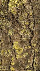 The texture of the bark of a tree covered with moss.