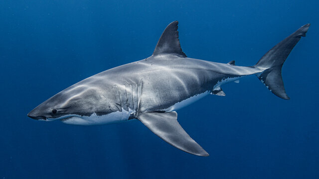 Mexico, Guadalupe Island, Great white shark(Carcharodon carcharias)in sea