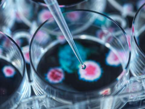 Pipetting potential cure onto virus in petri dish