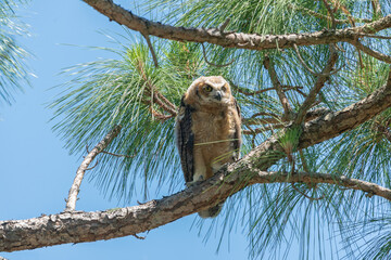 The great horned owl (Bubo virginianus)