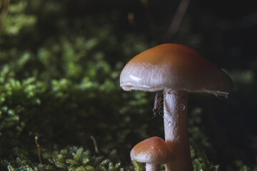 Macro shot of a mushroom with a mosquito on it. Taken on a wet day in the forest. 