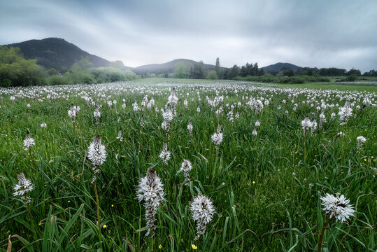 Blooming Asphodelus albus flowers in grassy meadow