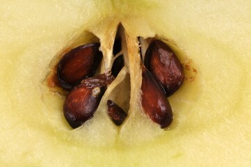 Pomme coupée avec ses pépins en gros plan