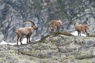 Naklejka na ściany i meble Three ibexes in the mountains of the Swiss Alps. 