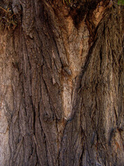 Obraz premium Wild wood surface texture aged realistic closeup